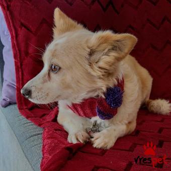 Ράτσα: Άγνωστο - Ημίαιμο | Ηλικία: 5+ | Φύλο: Θηλυκό | Αρ. Microchip: 00000000000000 | Περιοχή: Θερμαϊκός, Θεσσαλονίκη