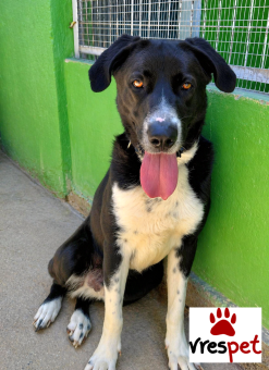 Ράτσα: Πίτ μπούλ - pitbull | Ηλικία: 3 ετών | Φύλο: Αρσενικό | Αρ. Microchip: 0 | Ημίαιμο | Περιοχή: Γλυφάδα, Αττική