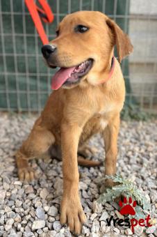 Ράτσα: Μαστίφ Ναπολιτάνο - Mastiff Napolitano | Ηλικία: 5 μηνών | Φύλο: Θηλυκό | Αρ. Microchip: 0 | Ημίαιμο | Περιοχή: Γλυφάδα, Αττική