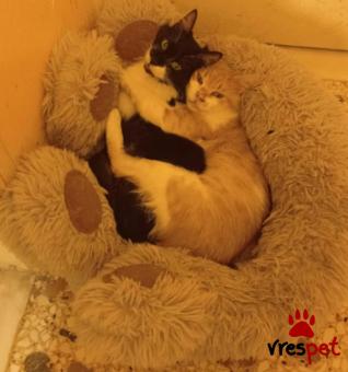 Ράτσα: Γάτα του Αιγαίου | Ηλικία: 2 ετών | Φύλο: Αρσενικό | Αρ. Microchip: 000000000000000000000 | Ημίαιμο | Περιοχή: Χαϊδάρι, Αττική