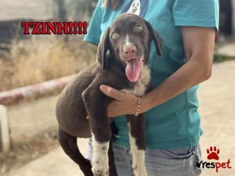 Ράτσα: Άγνωστο - Ημίαιμο | Ηλικία: 7 μηνών | Φύλο: Θηλυκό | Αρ. Microchip: 00000000000 | Περιοχή: Ασπρόπυργος, Αττική