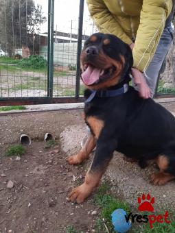 Ράτσα: Ροτβάϊλερ - Rottweiler | Ηλικία: 2 ετών | Φύλο: Αρσενικό | Αρ. Microchip: 900057602065008 | Περιοχή: Χαϊδάρι, Αττική