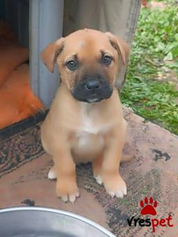 Ράτσα: Άγνωστο - Ημίαιμο | Ηλικία: 2,5 μηνών | Φύλο: Θηλυκό | Αρ. Microchip: - | Περιοχή: Κιλκίς, Μακεδονία