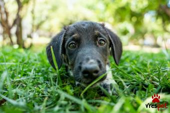 Ράτσα: Άγνωστο - Ημίαιμο | Ηλικία: 4 μηνών | Φύλο: Αρσενικό | Αρ. Microchip: . | Περιοχή: Νέα Σμύρνη, Αττική