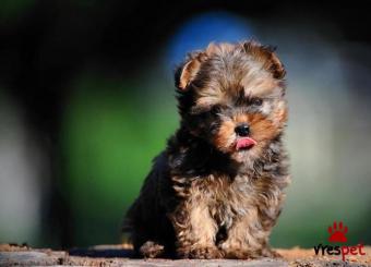 Ράτσα: Γιόρκσάϊρ τεριέ - Yorkshire Terrier | Ηλικία: 2,5 μηνών | Φύλο: Θηλυκό | Αρ. Microchip: 9000000000123 | Ιδιώτης | Εκπαιδευμένο | Pedigree | Περιοχή: Αθήνα, Αττική