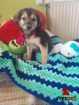 Ράτσα: Άγνωστο - Ημίαιμο | Ηλικία: 3 μηνών | Φύλο: Αρσενικό | Αρ. Microchip: 9012362545478 | Ημίαιμο | Περιοχή: Λαυρεωτική, Αττική