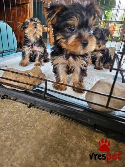 Ράτσα: Γιόρκσάϊρ τεριέ - Yorkshire Terrier | Ηλικία: 3 μηνών | Φύλο: Θηλυκό | Αρ. Microchip: 344647848776 | Ιδιώτης | Εκπαιδευμένο | Περιοχή: Αθήνα, Αττική