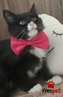 Ράτσα: Άγνωστο - Ημίαιμο | Ηλικία: 2,5 μηνών | Φύλο: Θηλυκό | Αρ. Microchip: 901001000271209 | Περιοχή: Πεύκη, Αττική