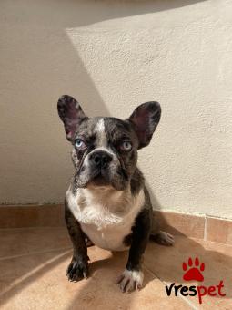 Ράτσα: Γαλλικό Μπουλντόγκ - Bulldog | Ηλικία: 6 μηνών | Φύλο: Θηλυκό | Αρ. Microchip: 972274200423439 | Έμπορος | Περιοχή: Θεσσαλονίκη