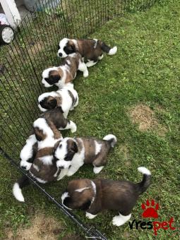 Ράτσα: Αγ. Βερνάρδου - Saint Bernard | Ηλικία: 2,5 μηνών | Φύλο: Αρσενικό | Αρ. Microchip: 985112109734721 | Ιδιώτης | Εκπαιδευμένο | Pedigree | Περιοχή: Αθήνα, Αττική