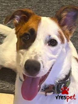 Ράτσα: Τζακ Ράσελ Τεριέ - Jack Russell Terrier | Ηλικία: 6 μηνών | Φύλο: Θηλυκό | Αρ. Microchip: 000000000000000000000 | Ημίαιμο | Περιοχή: Χαϊδάρι, Αττική