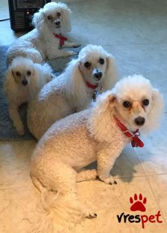 Ράτσα: Κανίς Λευκό - Canishe White | Ηλικία: 3 μηνών | Φύλο: Αρσενικό | Αρ. Microchip: 985113009874387 | Ιδιώτης | Εκπαιδευμένο | Pedigree | Περιοχή: Αθήνα, Αττική