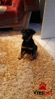 Ράτσα: Ντόμπερμαν - Doberman | Ηλικία: 2 μηνών | Φύλο: Θηλυκό | Αρ. Microchip: 0000000000 | Ιδιώτης | Περιοχή: Ωραιόκαστρο, Θεσσαλονίκη