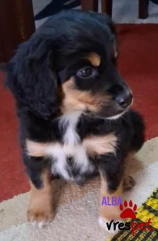 Ράτσα: Άγνωστο - Ημίαιμο | Ηλικία: 2,5 μηνών | Φύλο: Θηλυκό | Αρ. Microchip: 999999999999999 | Περιοχή: Αττική