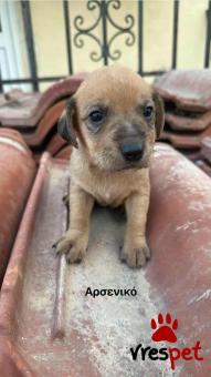 Ράτσα: Άγνωστο - Ημίαιμο | Ηλικία: 2 μηνών | Φύλο: Αρσενικό | Αρ. Microchip: 9012362545478 | Ημίαιμο | Περιοχή: Λαυρεωτική, Αττική