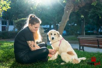 Ράτσα: Άγνωστο - Ημίαιμο | Ηλικία: 6 μηνών | Φύλο: Θηλυκό | Αρ. Microchip: - | Περιοχή: Νέα Σμύρνη, Αττική