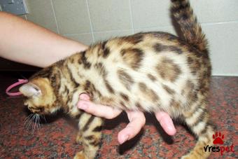 Ράτσα: Άγνωστο - Ημίαιμο | Ηλικία: 3 μηνών | Φύλο: Θηλυκό | Αρ. Microchip: 903409756093450 | Ιδιώτης | Pedigree | Περιοχή: Αθήνα, Αττική