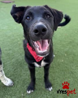 Ράτσα: Λαμπραντόρ - Labrador | Ηλικία: 5 μηνών | Φύλο: Θηλυκό | Αρ. Microchip: 0 | Ημίαιμο | Περιοχή: Γλυφάδα, Αττική