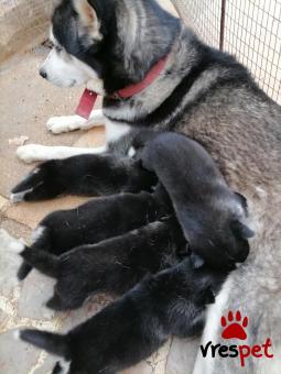 Ράτσα: Σιβηριανός Χάσκι - Siberian Husky | Ηλικία: 2 μηνών | Φύλο: Αρσενικό | Αρ. Microchip: 44573000044 | Ιδιώτης | Περιοχή: Πάτρα, Πελλοπόνησος