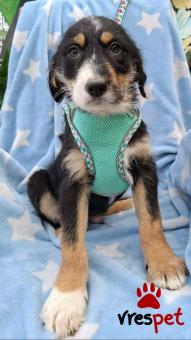 Ράτσα: Άγνωστο - Ημίαιμο | Ηλικία: 3 μηνών | Φύλο: Αρσενικό | Αρ. Microchip: 0 | Ημίαιμο | Περιοχή: Γλυφάδα, Αττική