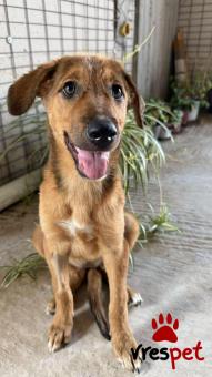 Ράτσα: Λαμπραντόρ - Labrador | Ηλικία: 4 μηνών | Φύλο: Θηλυκό | Αρ. Microchip: 0 | Ημίαιμο | Περιοχή: Γλυφάδα, Αττική