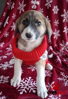 Ράτσα: Άγνωστο - Ημίαιμο | Ηλικία: 2,5 μηνών | Φύλο: Θηλυκό | Αρ. Microchip: 0 | Ημίαιμο | Περιοχή: Γλυφάδα, Αττική