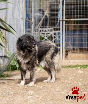 Ράτσα: Άγνωστο - Ημίαιμο | Ηλικία: 5+ | Φύλο: Θηλυκό | Αρ. Microchip: - | Περιοχή: Νέα Σμύρνη, Αττική