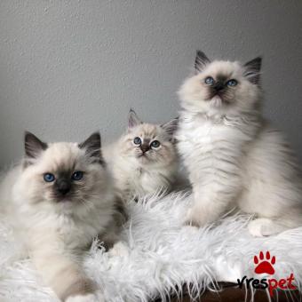 Ράτσα: Ράγκντολ | Ηλικία: 3 μηνών | Φύλο: Θηλυκό | Αρ. Microchip: 985113044870055 | Ιδιώτης | Pedigree | Περιοχή: Αθήνα, Αττική