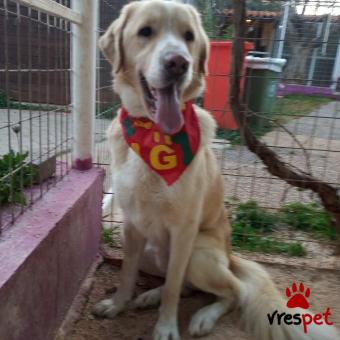 Ράτσα: Γκόλντεν Ριτρίβερ - Golden Retriever | Ηλικία: 2 ετών | Φύλο: Αρσενικό | Αρ. Microchip: 941000066854679 | Περιοχή: Χαϊδάρι, Αττική