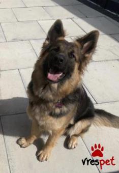 Ράτσα: Γερμανικός ποιμενικός Αλσατίας | Ηλικία: 3 μηνών | Φύλο: Αρσενικό | Αρ. Microchip: 4343498575900 | Ιδιώτης | Εκπαιδευμένο | Pedigree | Περιοχή: Αθήνα, Αττική