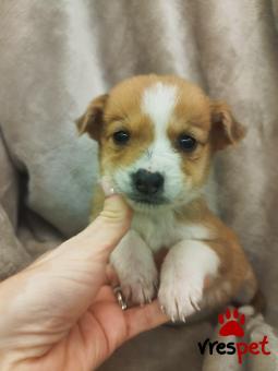 Ράτσα: Άγνωστο - Ημίαιμο | Ηλικία: 2 μηνών | Φύλο: Αρσενικό | Αρ. Microchip: 000000000000008 | Περιοχή: Καλύβια Θορικού, Αττική