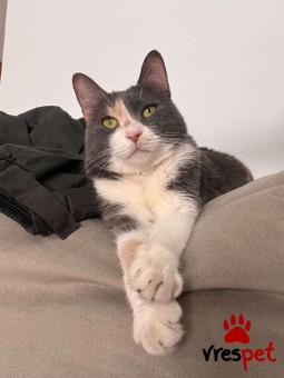 Ράτσα: Άγνωστο - Ημίαιμο | Ηλικία: 4 ετών | Φύλο: Θηλυκό | Αρ. Microchip: - | Περιοχή: Γαλάτσι, Αττική