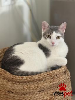 Ράτσα: Άγνωστο - Ημίαιμο | Ηλικία: 8 μηνών | Φύλο: Θηλυκό | Αρ. Microchip: 000000 | Περιοχή: Αττική