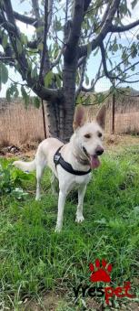 Ράτσα: Άλλη Ράτσα | Ηλικία: 4 ετών | Φύλο: Θηλυκό | Αρ. Microchip: 000000000000000 | Περιοχή: Κορωπί, Αττική