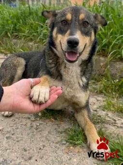 Ράτσα: Άγνωστο - Ημίαιμο | Ηλικία: 8 μηνών | Φύλο: Αρσενικό | Αρ. Microchip: - | Περιοχή: Κιλκίς, Μακεδονία