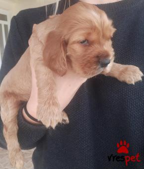 Ράτσα: Κόκερ Σπάνιελ - Cockerspaniel | Ηλικία: 2 μηνών | Φύλο: Αρσενικό | Αρ. Microchip: 36445990100 | Ιδιώτης | Περιοχή: Πάτρα, Πελλοπόνησος