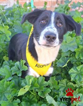 Ράτσα: Κόλι - Collie | Ηλικία: 8 μηνών | Φύλο: Αρσενικό | Αρ. Microchip: 0 | Ημίαιμο | Περιοχή: Γλυφάδα, Αττική