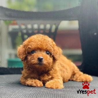 Ράτσα: Κανίς Βερικοκί - Caniche apricot | Ηλικία: 2,5 μηνών | Φύλο: Θηλυκό | Αρ. Microchip: 903458092309805 | Ιδιώτης | Εκπαιδευμένο | Pedigree | Περιοχή: Αθήνα, Αττική