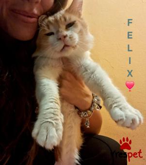 Ράτσα: Άγνωστο - Ημίαιμο | Ηλικία: 2 ετών | Φύλο: Αρσενικό | Αρ. Microchip: 000000000000000000000 | Ημίαιμο | Περιοχή: Χαϊδάρι, Αττική