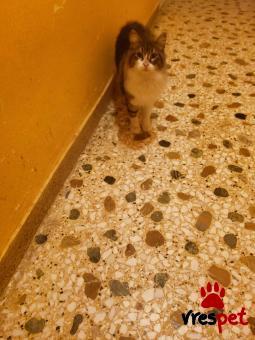 Ράτσα: Γάτα του Αιγαίου | Ηλικία: 8 μηνών | Φύλο: Θηλυκό | Αρ. Microchip: 000000000000000000000 | Ημίαιμο | Περιοχή: Χαϊδάρι, Αττική