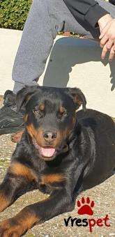 Ράτσα: Ροτβάϊλερ - Rottweiler | Ηλικία: 7 μηνών | Φύλο: Αρσενικό | Αρ. Microchip: Οχι | Ιδιώτης | Εκπαιδευμένο | Ημίαιμο | Περιοχή: Μυγδονία, Θεσσαλονίκη