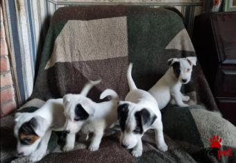 Ράτσα: Τζακ Ράσελ Τεριέ - Jack Russell Terrier | Ηλικία: 3 μηνών | Φύλο: Αρσενικό | Αρ. Microchip: 873578369835 | Ιδιώτης | Εκπαιδευμένο | Pedigree | Περιοχή: Αθήνα, Αττική