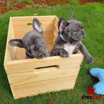Ράτσα: Γαλλικό Μπουλντόγκ - Bulldog | Ηλικία: 2,5 μηνών | Φύλο: Θηλυκό | Αρ. Microchip: 99026069294500 | Έμπορος | Ιδιώτης | Εκπαιδευμένο | Pedigree | Περιοχή: Αθήνα, Αττική