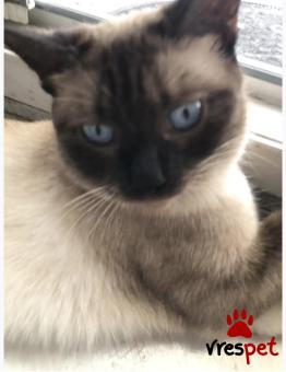 Ράτσα: Σιάμ | Ηλικία: 1 έτους | Φύλο: Θηλυκό | Αρ. Microchip: Δεν έχει. | Για ζευγάρωμα | Περιοχή: Θεσσαλονίκη