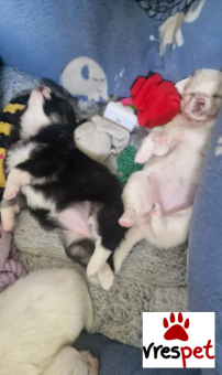 Ράτσα: Τσιχουάουα - Chihuahua | Ηλικία: 3 μηνών | Φύλο: Θηλυκό | Αρ. Microchip: 9745854690294 | Ιδιώτης | Εκπαιδευμένο | Pedigree | Περιοχή: Αττική