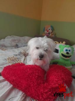 Ράτσα: Μαλτέζ - Maltese | Ηλικία: 1 έτους | Φύλο: Αρσενικό | Αρ. Microchip: 9012362545478 | Ημίαιμο | Περιοχή: Λαυρεωτική, Αττική