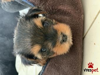 Ράτσα: Γιόρκσάϊρ τεριέ - Yorkshire Terrier | Ηλικία: 2 μηνών | Φύλο: Θηλυκό | Αρ. Microchip: 889964537000029 | Ιδιώτης | Περιοχή: Λάρισα, Θεσσαλία