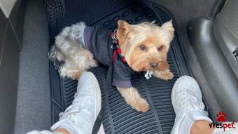 Ράτσα: Γιόρκσάϊρ τεριέ - Yorkshire Terrier | Ηλικία: 5+ | Φύλο: Αρσενικό | Αρ. Microchip: 900182001664247 | Για ζευγάρωμα | Περιοχή: Αττική