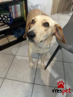 Ράτσα: Άγνωστο - Ημίαιμο | Ηλικία: 2 ετών | Φύλο: Θηλυκό | Αρ. Microchip: 693002100038761 | Περιοχή: Βόλος, Θεσσαλία