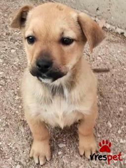 Ράτσα: Άγνωστο - Ημίαιμο | Ηλικία: 2,5 μηνών | Φύλο: Θηλυκό | Αρ. Microchip: 0000000 | Περιοχή: Κορδελιό Εύοσμος, Θεσσαλονίκη